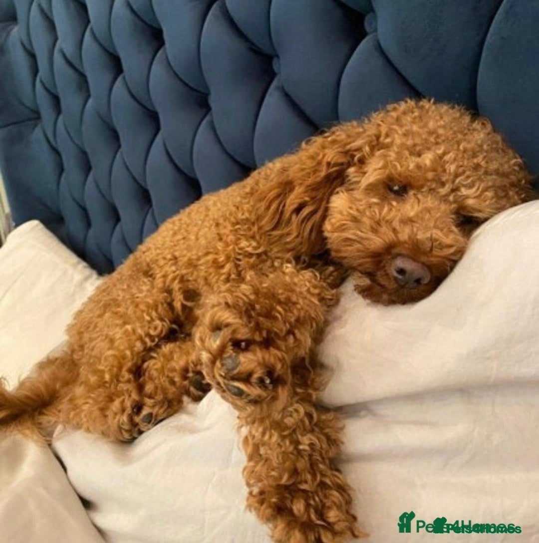 Cockapoo dogs for sale: Last Male fantastic champion line 20 combined  - Image 20