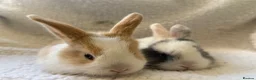 Mini Lop rabbits for sale: Outstanding litter of mini lop babies  - Advert 6