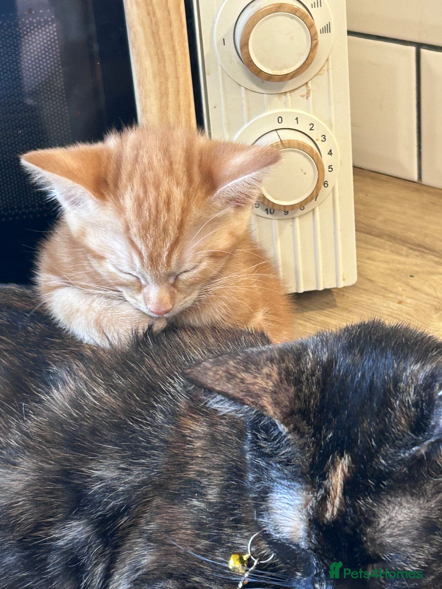 Mixed Breed cats Beautiful litter of kittens - Advert 1