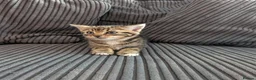 Mixed Breed cats for sale: Kittens  - Advert 13