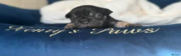 French Bulldog dogs for sale: 🤍𝐒𝐭𝐮𝐧𝐧𝐢𝐧𝐠 𝐅𝐥𝐮𝐟𝐟𝐲 𝐟𝐫𝐞𝐧𝐜𝐡𝐢𝐞𝐬 - Advert 5