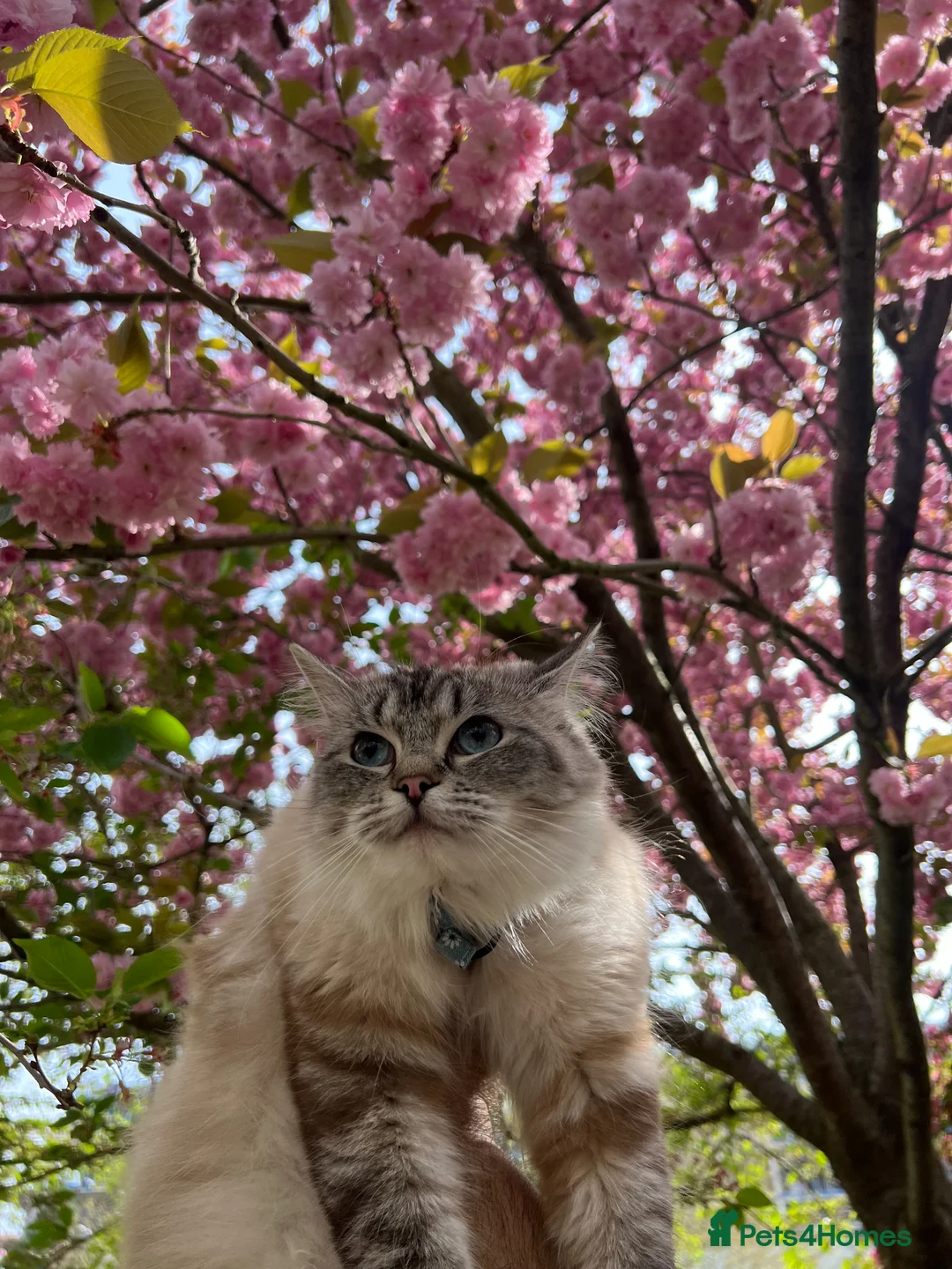 Ragdoll cats for sale: Gorgeous ragdoll kittens- boy + girl  - Advert 2