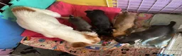Chihuahua dogs for sale:  Chihuahua Puppies – 2 Boys 2 Girls Ready Soon - Advert 9