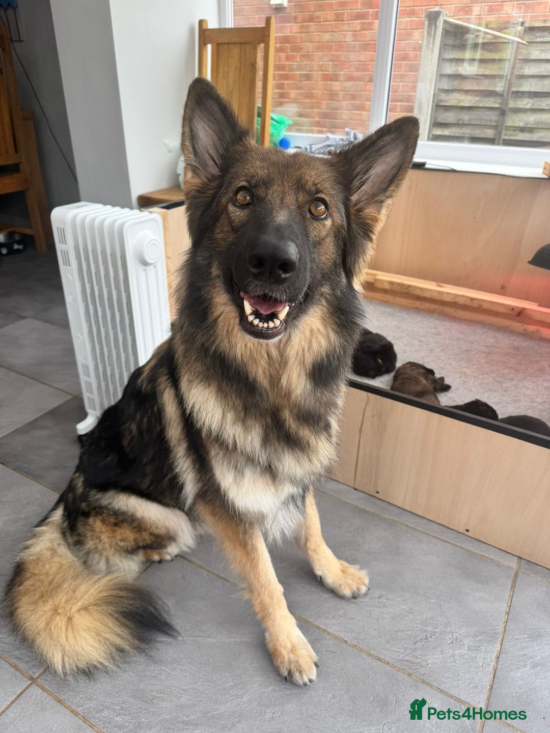 German Shepherd dogs for sale: Rockforce Long Haired German Shepherd Puppies - Advert 8