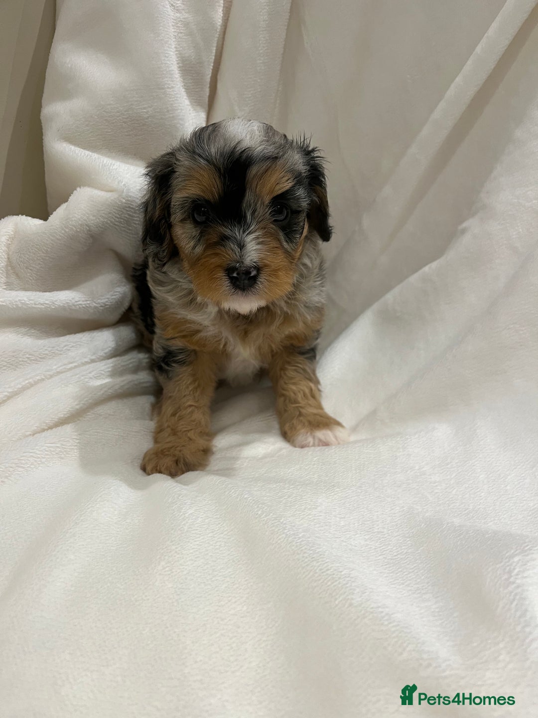 Cavapoo dogs for sale: Rare extensively health tested chocolate cavapoos - Advert 2