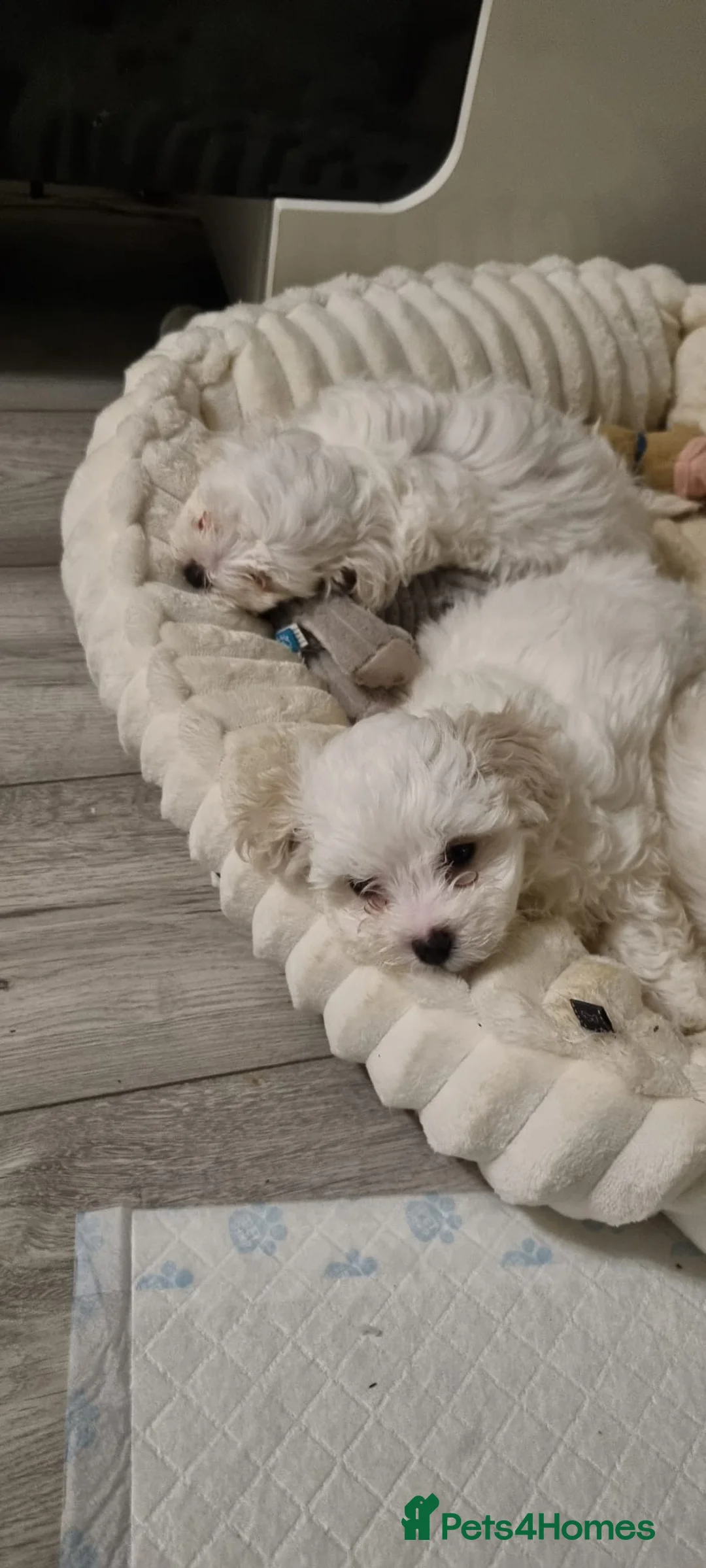 Maltese dogs for sale: Maltese puppies - Advert 4