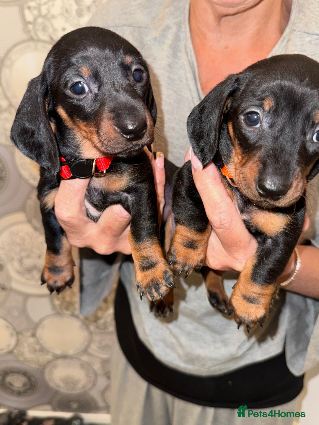 Dachshund dogs for sale: Dachshund Puppies  - Advert 17