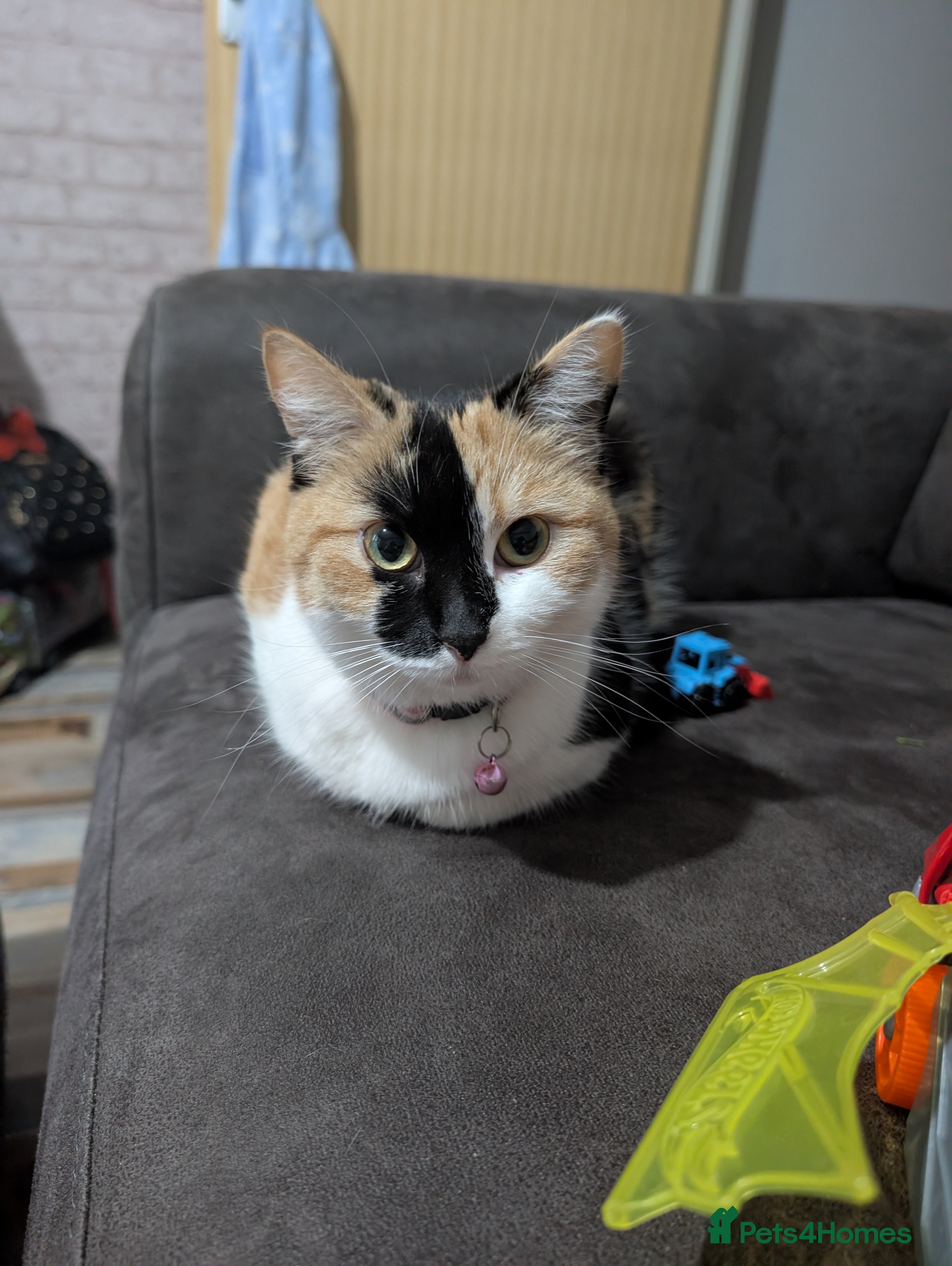 Domestic Shorthair cats Kali  - Advert 1