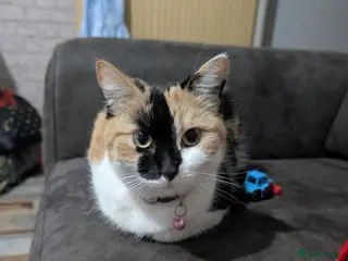 Domestic Shorthair cats Kali - Advert 1