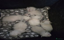 Ragdoll cats for sale: Purebred Ragdoll kittens, blue, seal, Lynx mitted - Image 18