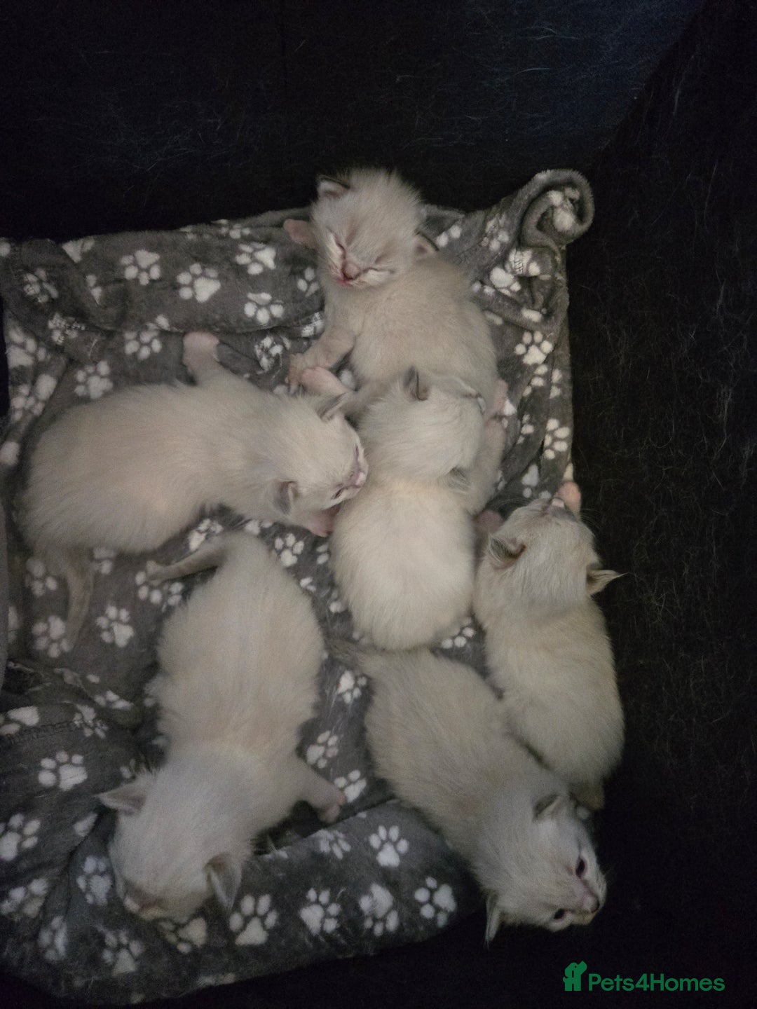 Ragdoll cats for sale: Purebred Ragdoll kittens, blue, seal, Lynx mitted - Image 18