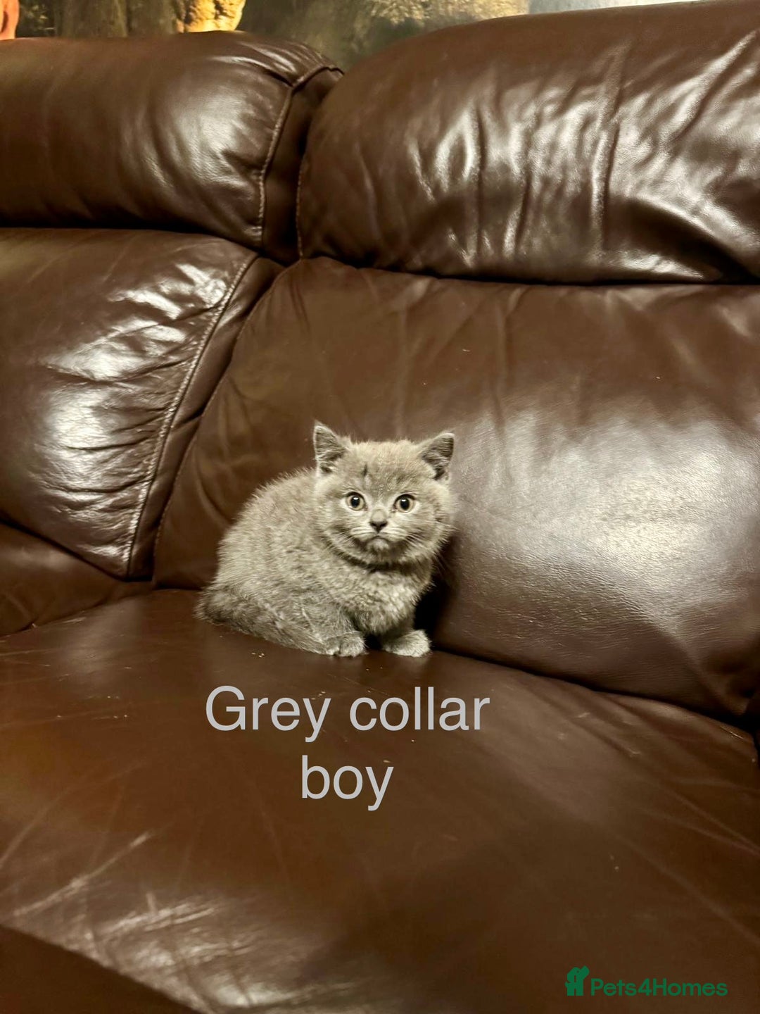 British Shorthair cats for sale: Beautiful litter of British Shorthair kittens - Advert 4