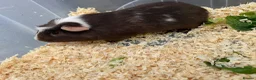 Guinea Pig rodents for sale: Guinea pigs in need of new homes!  - Advert 3