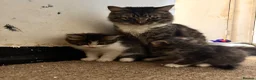 Mixed Breed cats for sale: Long hair white & tabby dog friendly  - Advert 5