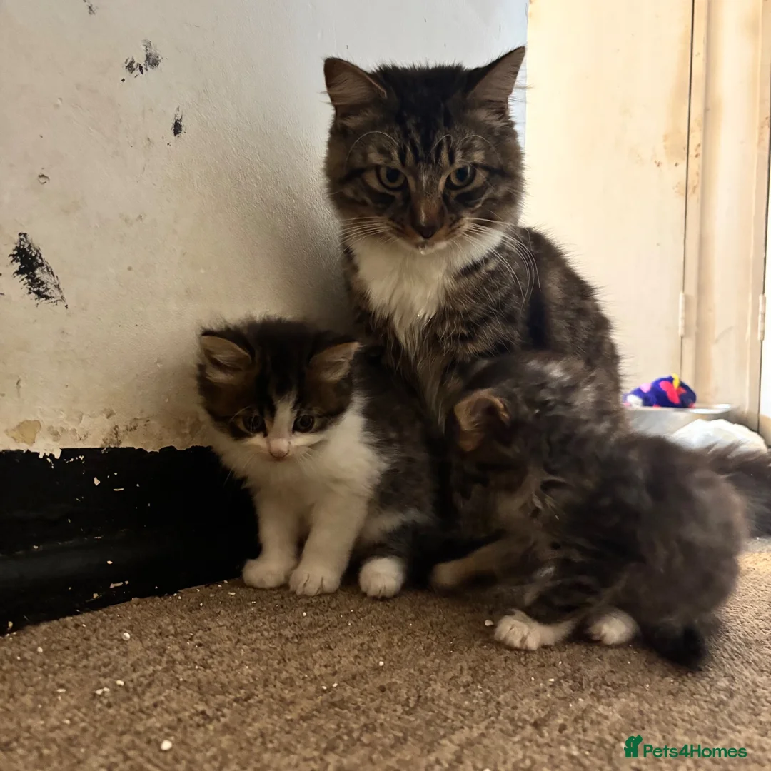 Mixed Breed cats for sale: Long hair white & tabby dog friendly  - Advert 5