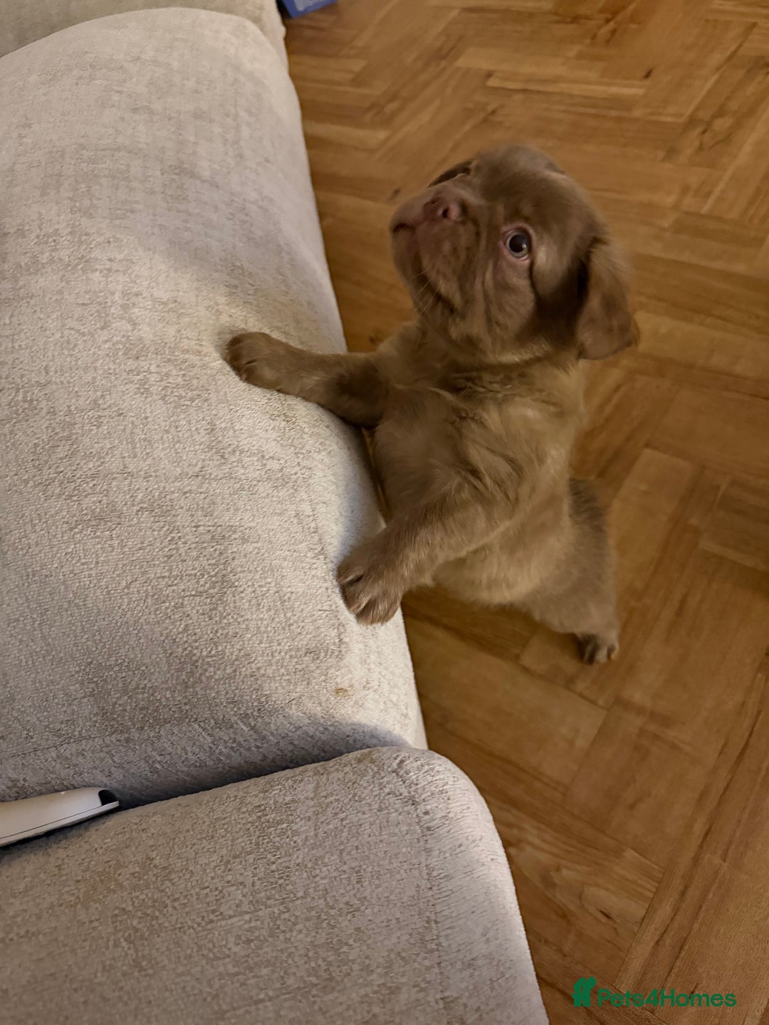 French Bulldog dogs for sale: Fluffy frenchbulldogs for sale  - Advert 9