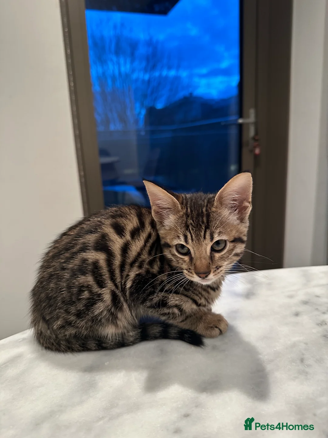 Bengal cats for sale: Sepia Bengal X Savannah kittens Extremely rare  - Advert 37