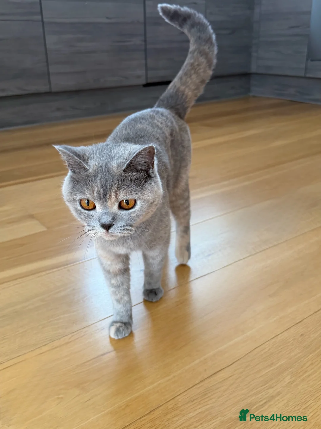 British Shorthair cats for sale: Beautiful Lilac British Shorthair Female – £680 - Advert 2