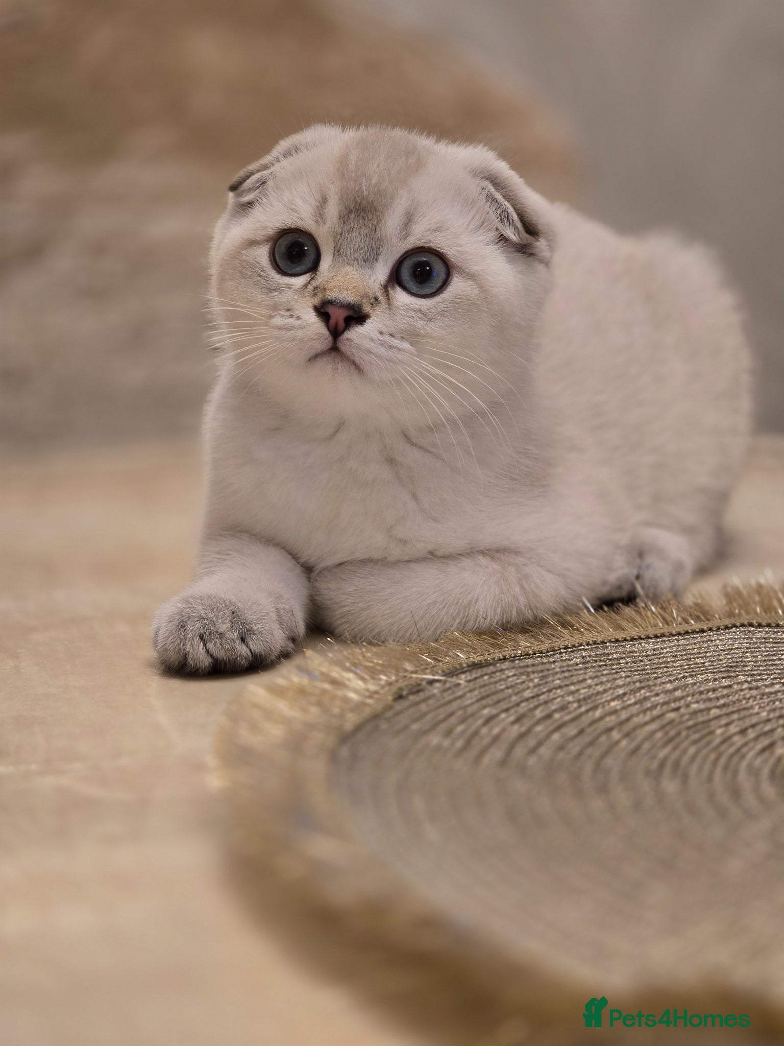 Scottish Fold cats The last 2 Scottish fold boys available 🐱 - Advert 1