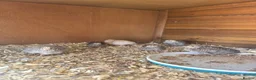 Mixed Breed birds for sale: Button quails in Redditch - Advert 1