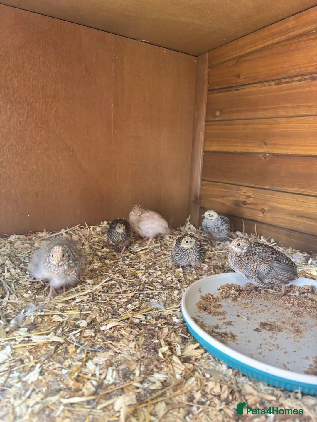Mixed Breed birds for sale: Button quails in Redditch - Advert 1