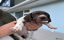 German Shorthaired Pointer dogs for sale: German shorthairs pointer - Image 7