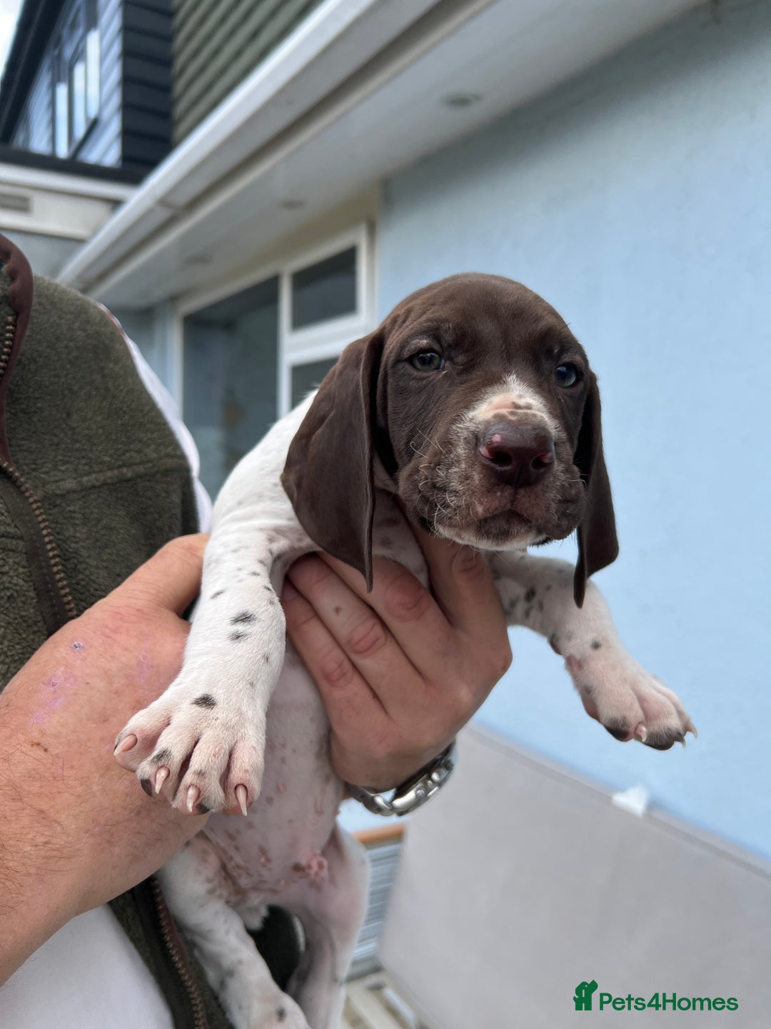 German Shorthaired Pointer dogs for sale: German shorthairs pointer - Image 7
