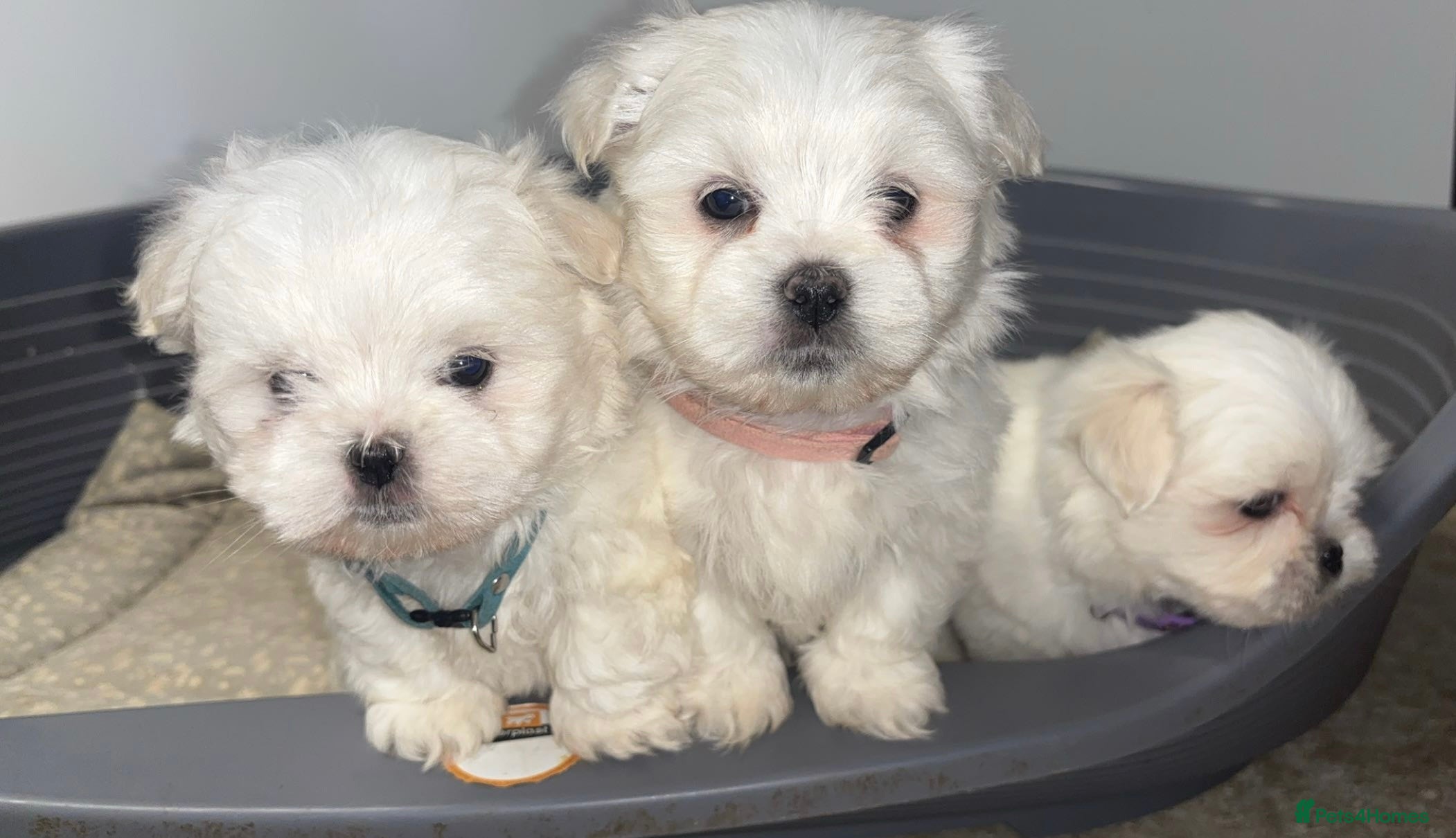 Maltese dogs 3 boys Maltese puppies  - Advert 14