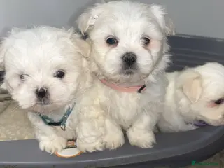 Maltese dogs 3 boys Maltese puppies - Advert 14