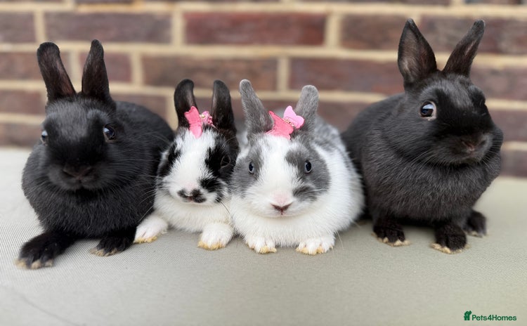 Netherland Dwarf rabbits - Advert 2