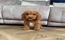 Cockapoo dogs for sale: Cockerpoo Puppies - Image 1