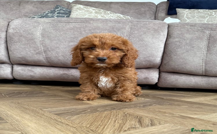Cockapoo dogs - Advert 13