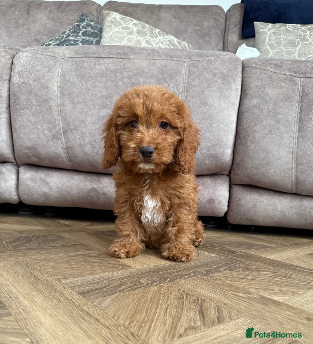 Cockapoo dogs for sale: Cockerpoo Puppies - Image 1