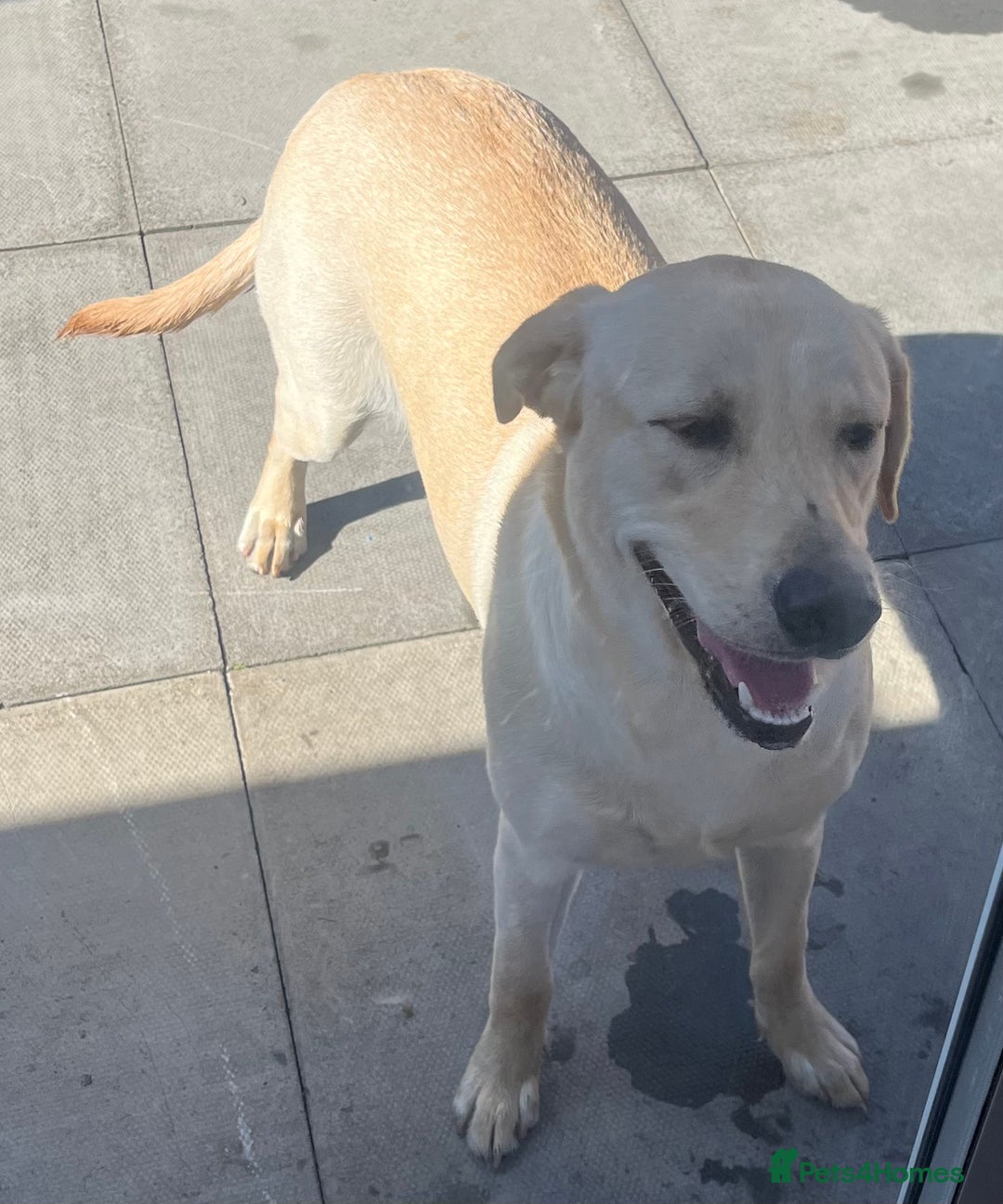 Labrador Retriever dogs for sale: Beautiful Labrador girl  - Image 5