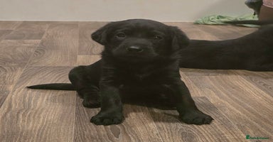 Labrador Retriever dogs - Advert 6