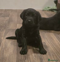 Labrador Retriever dogs - Advert 6