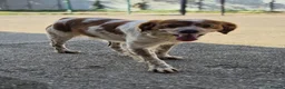 Brittany Spaniel dogs for adoption: Kiko, Brittany, aged 3 in Nottingham - Advert 4