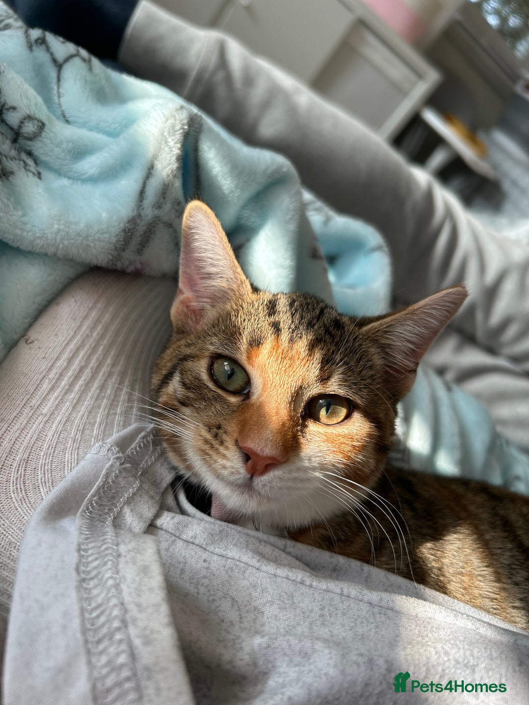 Domestic Shorthair cats for sale: Tabico Kitten - Image 4