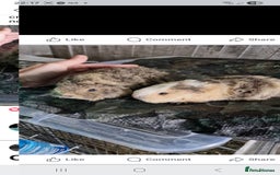 Guinea Pig rodents for sale: 2 fluffy texel crosses baby boys bonded - Image 2