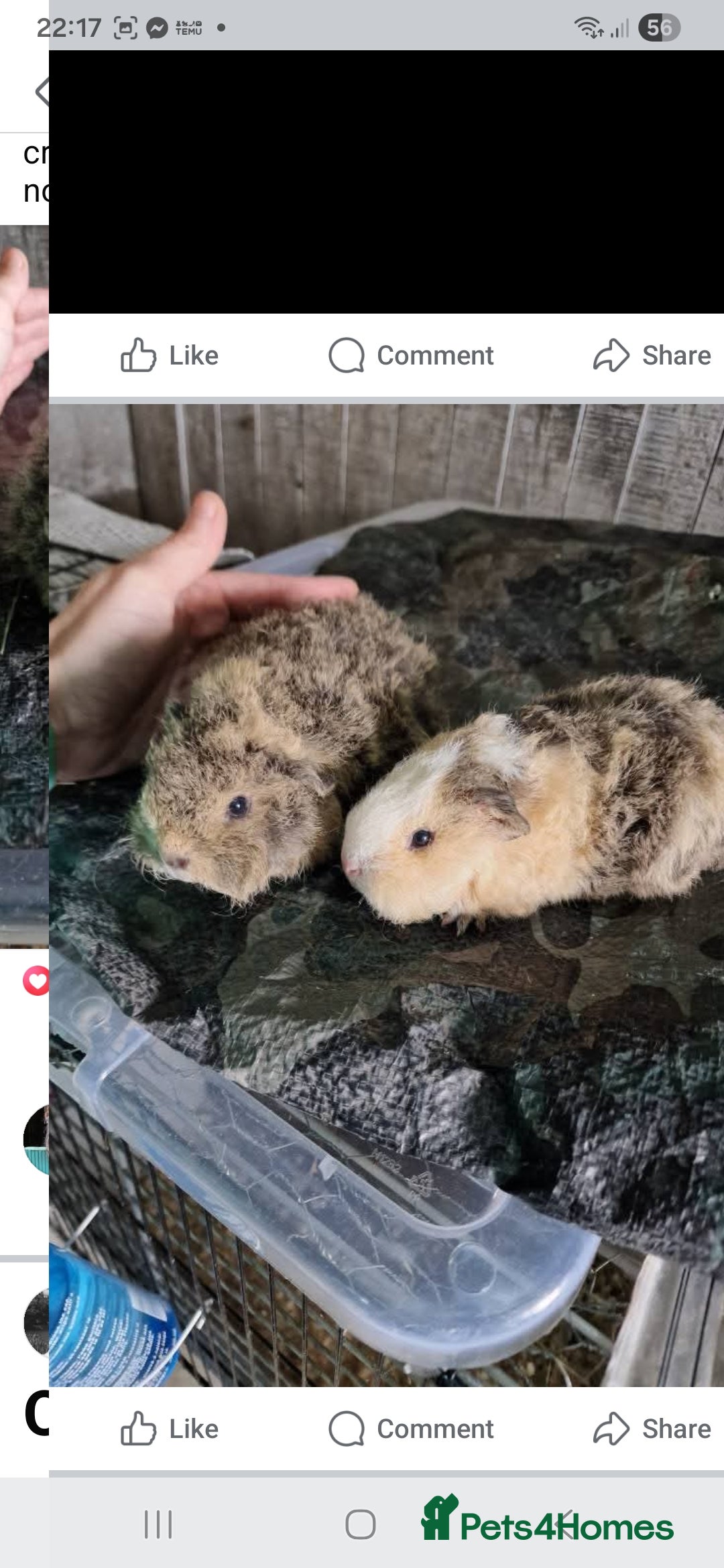 Guinea Pig rodents for sale: 2 fluffy texel crosses baby boys bonded - Image 2