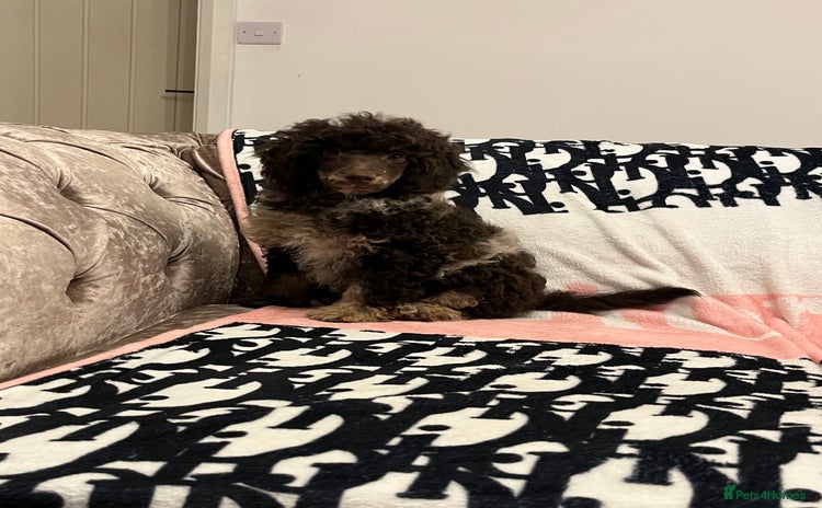 Miniature Poodle dogs - Advert 12