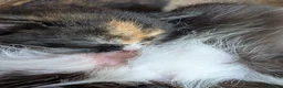 Mixed Breed cats for sale: Baby girl - Advert 3