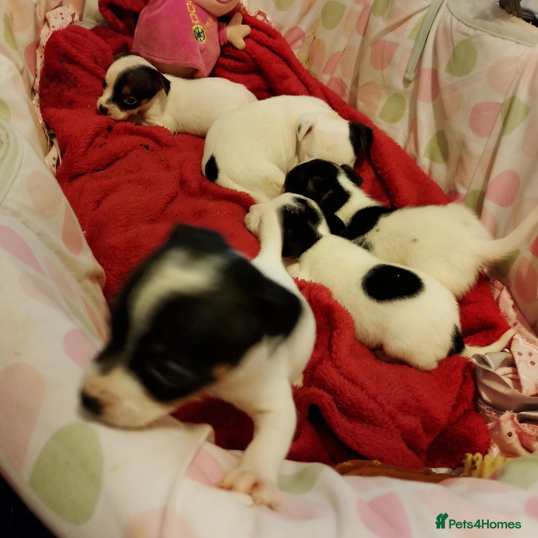 Jack Russell dogs for sale: Jack Russells  - Image 5