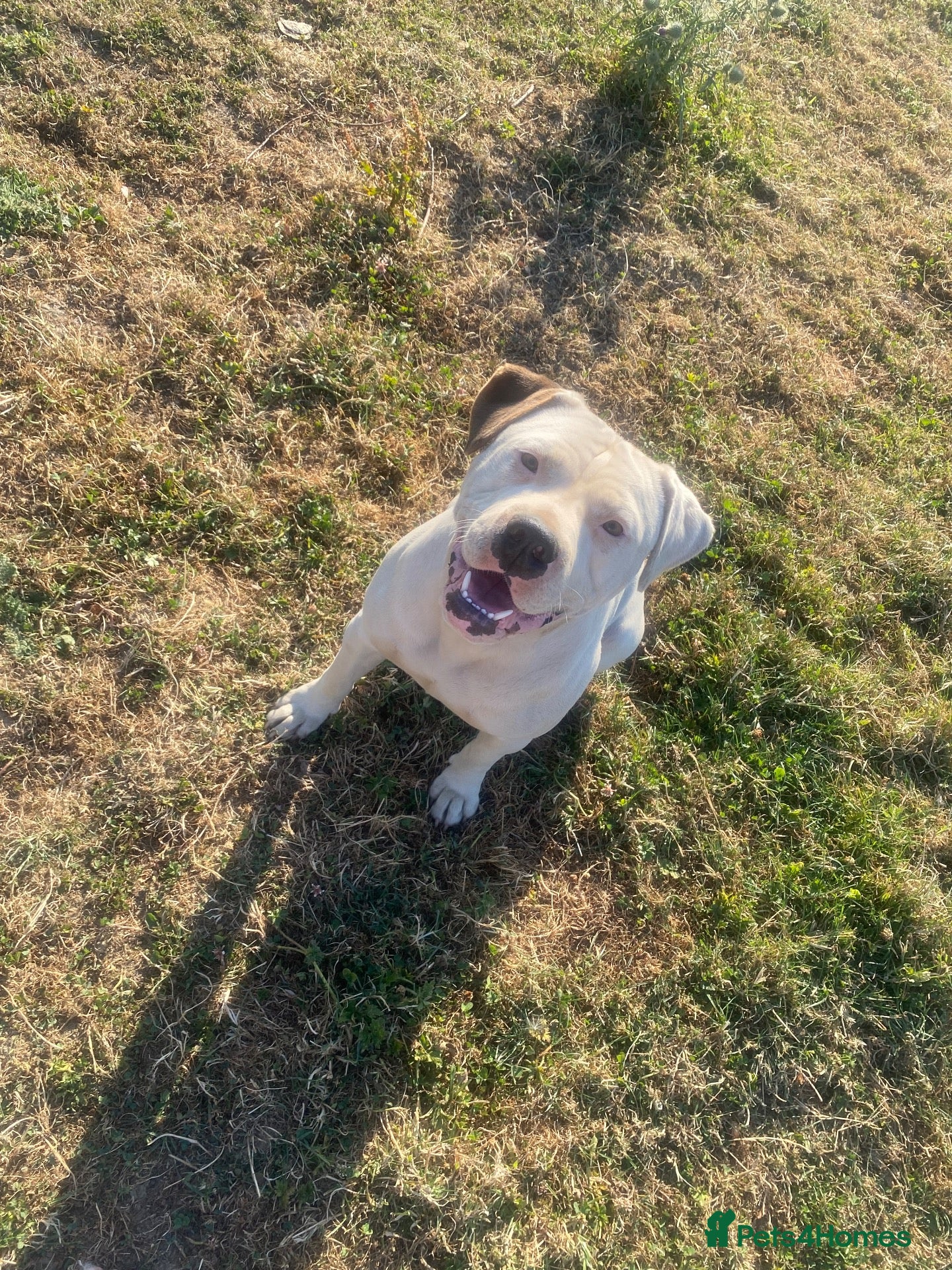 Mixed Breed dogs 🐾 4 BEAUTIFUL AMERICAN BULLDACH PUPPIES  - Advert 1