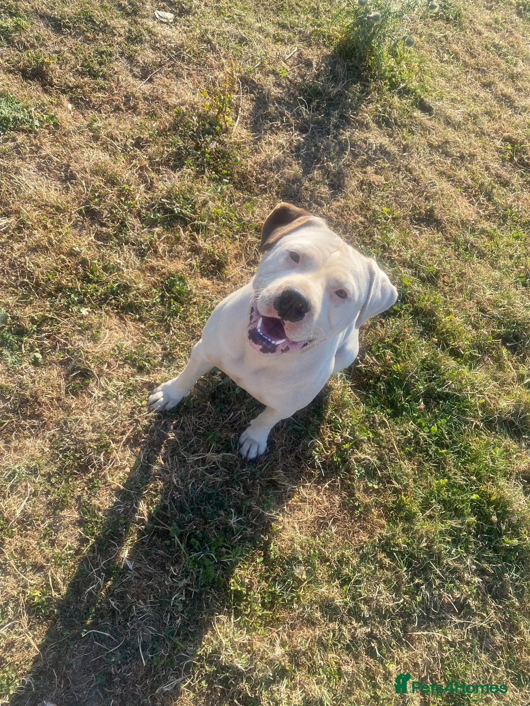Mixed Breed dogs for sale: 🐾 4 BEAUTIFUL AMERICAN BULLDACH PUPPIES  - Advert 1