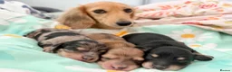 Miniature Dachshund dogs for stud: PROVEN SILVER DAPPLE & CREAM STUD🖤 - Advert 9
