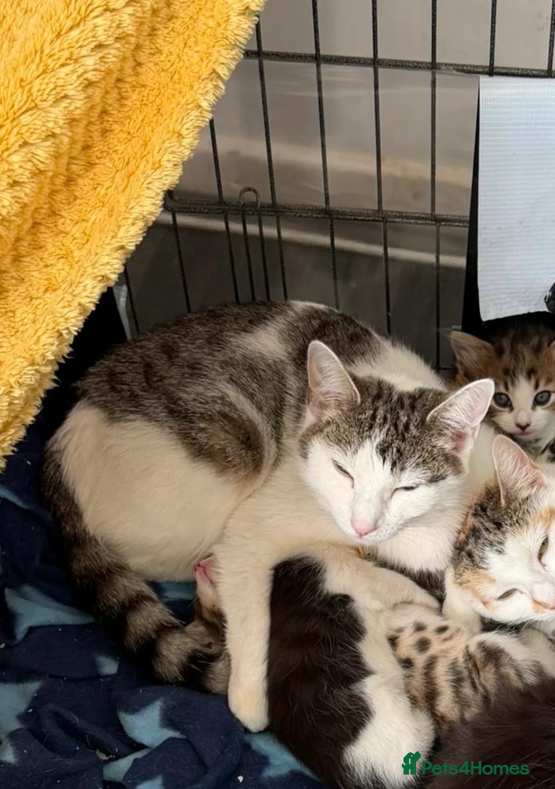 Mixed Breed cats for sale: Short haired female - Advert 1