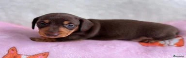 Miniature Dachshund 3