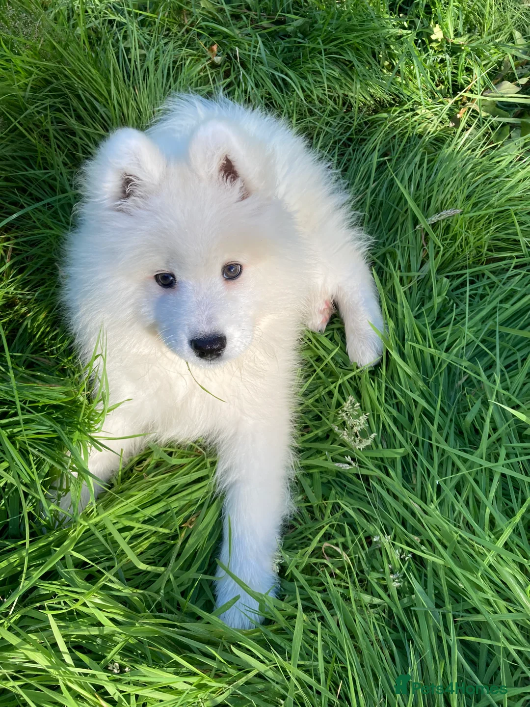Samoyed dogs for sale: KC registered Samoyed Female - Advert 6