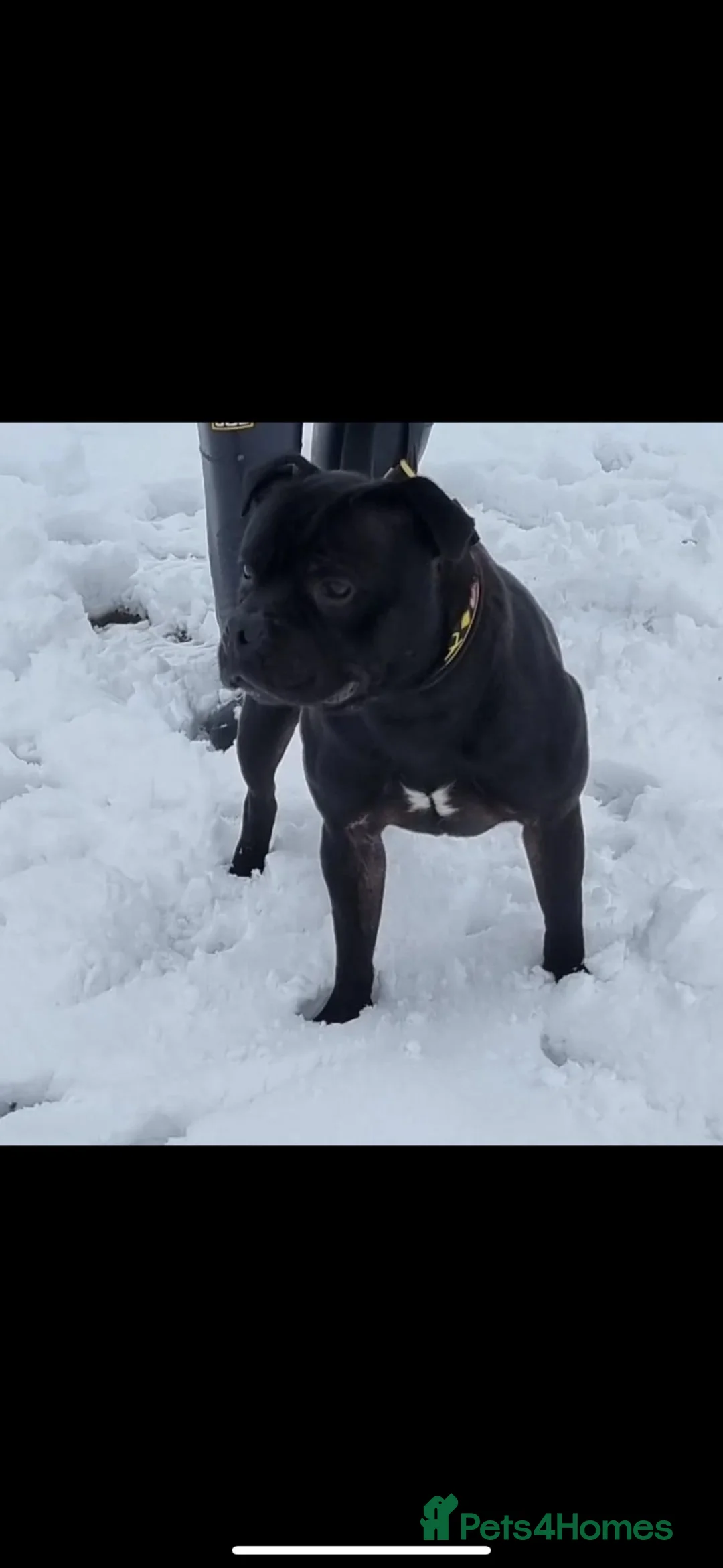 Staffordshire Bull Terrier dogs for stud: STORM FOR STUD in Newton Aycliffe - Advert 12